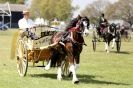 Image 16 in WOODBRIDGE  HORSE  SHOW  2013.