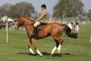 Image 2 in WOODBRIDGE  HORSE  SHOW  2013.