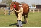 Image 31 in WOODBRIDGE HORSE SHOW 2013.
