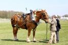 Image 5 in WOODBRIDGE  HORSE  SHOW  2013.