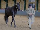 EAST ANGLIAN IBERIAN BREED SHOW 2016  