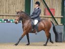 Image 107 in EAST ANGLIAN IBERIAN BREED SHOW 2016