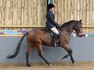 Image 163 in EAST ANGLIAN IBERIAN BREED SHOW 2016