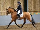 Image 167 in EAST ANGLIAN IBERIAN BREED SHOW 2016