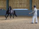 Image 2 in EAST ANGLIAN IBERIAN BREED SHOW 2016  