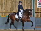 Image 201 in EAST ANGLIAN IBERIAN BREED SHOW 2016
