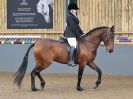 Image 212 in EAST ANGLIAN IBERIAN BREED SHOW 2016