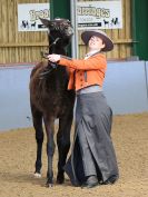 Image 242 in EAST ANGLIAN IBERIAN BREED SHOW 2016