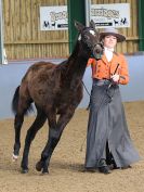 Image 243 in EAST ANGLIAN IBERIAN BREED SHOW 2016  