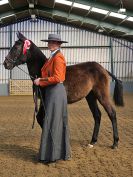 Image 247 in EAST ANGLIAN IBERIAN BREED SHOW 2016