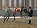 Image 250 in EAST ANGLIAN IBERIAN BREED SHOW 2016