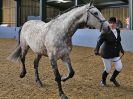 Image 251 in EAST ANGLIAN IBERIAN BREED SHOW 2016
