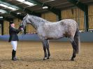 Image 253 in EAST ANGLIAN IBERIAN BREED SHOW 2016