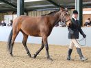 Image 255 in EAST ANGLIAN IBERIAN BREED SHOW 2016