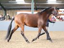 Image 257 in EAST ANGLIAN IBERIAN BREED SHOW 2016  