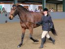 Image 259 in EAST ANGLIAN IBERIAN BREED SHOW 2016  