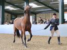 Image 260 in EAST ANGLIAN IBERIAN BREED SHOW 2016  