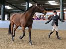 Image 261 in EAST ANGLIAN IBERIAN BREED SHOW 2016  