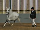Image 268 in EAST ANGLIAN IBERIAN BREED SHOW 2016