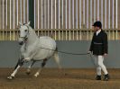 Image 268 in EAST ANGLIAN IBERIAN BREED SHOW 2016  