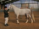 Image 270 in EAST ANGLIAN IBERIAN BREED SHOW 2016  