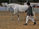 Image 271 in EAST ANGLIAN IBERIAN BREED SHOW 2016  