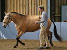 Image 273 in EAST ANGLIAN IBERIAN BREED SHOW 2016