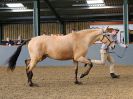 Image 274 in EAST ANGLIAN IBERIAN BREED SHOW 2016  
