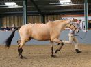 Image 274 in EAST ANGLIAN IBERIAN BREED SHOW 2016