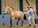 Image 276 in EAST ANGLIAN IBERIAN BREED SHOW 2016