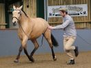 Image 277 in EAST ANGLIAN IBERIAN BREED SHOW 2016