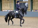 Image 28 in EAST ANGLIAN IBERIAN BREED SHOW 2016  