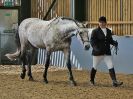 Image 280 in EAST ANGLIAN IBERIAN BREED SHOW 2016