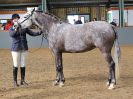 Image 289 in EAST ANGLIAN IBERIAN BREED SHOW 2016  