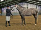 Image 291 in EAST ANGLIAN IBERIAN BREED SHOW 2016
