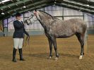 Image 291 in EAST ANGLIAN IBERIAN BREED SHOW 2016  