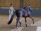 Image 3 in EAST ANGLIAN IBERIAN BREED SHOW 2016  