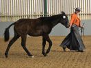 Image 34 in EAST ANGLIAN IBERIAN BREED SHOW 2016