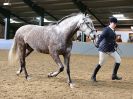 Image 39 in EAST ANGLIAN IBERIAN BREED SHOW 2016
