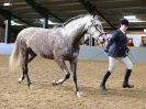 Image 39 in EAST ANGLIAN IBERIAN BREED SHOW 2016  