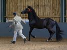 Image 4 in EAST ANGLIAN IBERIAN BREED SHOW 2016  