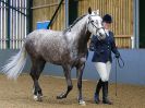 Image 41 in EAST ANGLIAN IBERIAN BREED SHOW 2016  