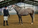 Image 43 in EAST ANGLIAN IBERIAN BREED SHOW 2016