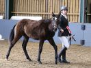 Image 45 in EAST ANGLIAN IBERIAN BREED SHOW 2016  