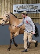 Image 47 in EAST ANGLIAN IBERIAN BREED SHOW 2016