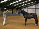 Image 5 in EAST ANGLIAN IBERIAN BREED SHOW 2016  