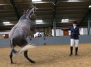 Image 53 in EAST ANGLIAN IBERIAN BREED SHOW 2016