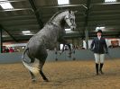 Image 54 in EAST ANGLIAN IBERIAN BREED SHOW 2016  