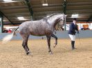 Image 55 in EAST ANGLIAN IBERIAN BREED SHOW 2016  