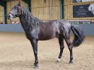 Image 6 in EAST ANGLIAN IBERIAN BREED SHOW 2016  